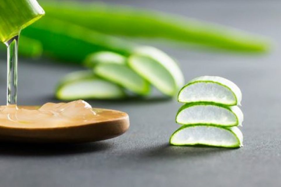 Aloe Vera gel close-up. Sliced Aloe vera plants leaf and gel with wooden spoon , natural organic cosmetic ingredients for sensitive skin, alternative medicine. Organic skin care concept